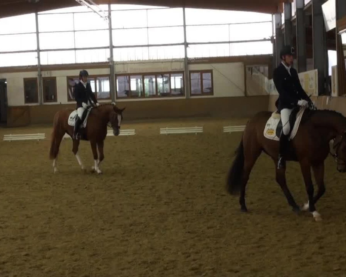 broodmare Quadriga 33 (Oldenburg, 2010, from Quaterback)