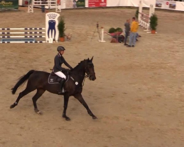 jumper Carolus 42 (Oldenburg show jumper, 2008, from Canturo) jumper Carolus 42 (Oldenburg show jumper, 2008, from Canturo)