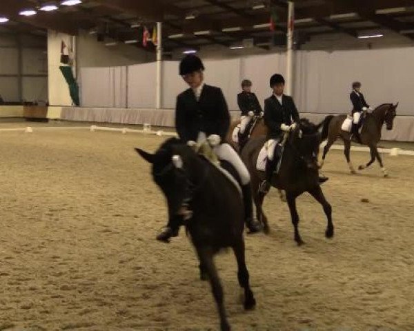 broodmare Farah 232 (Westphalian, 2008, from Friedensritter)