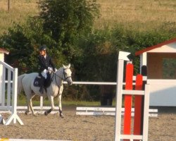 dressage horse Night Rex (Westphalian, 1993)