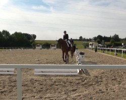 dressage horse Flamenka 6 (Westphalian, 2010, from Florenciano 6)