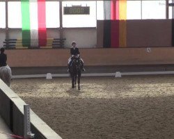 dressage horse Fortuna 372 (Hanoverian, 2000, from Fabriano)