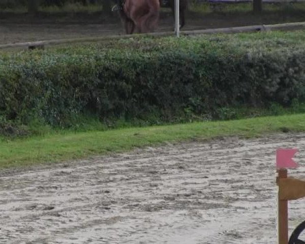 dressage horse Percy (unknown, 2000)