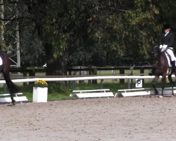 dressage horse Donna Boriosa (Westphalian, 2010, from Davignon I)
