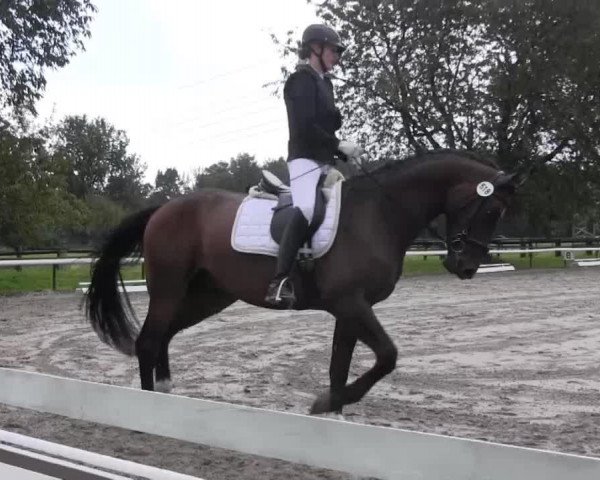 Dressurpferd Finley 85 (Hannoveraner, 2011, von For Compliment) Dressurpferd Finley 85 (Hannoveraner, 2011, von For Compliment)