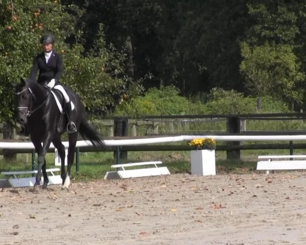 horse Meggle's Doradus (Rhinelander, 2011, from Delamanga)
