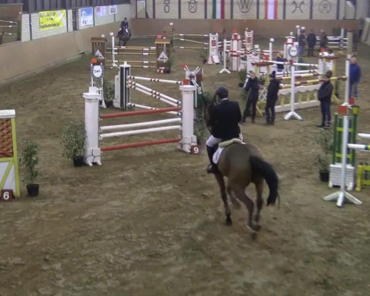 Cavallo da salto Dynamic 21 (KWPN (Warmblood olandese), 2008, di Contender)