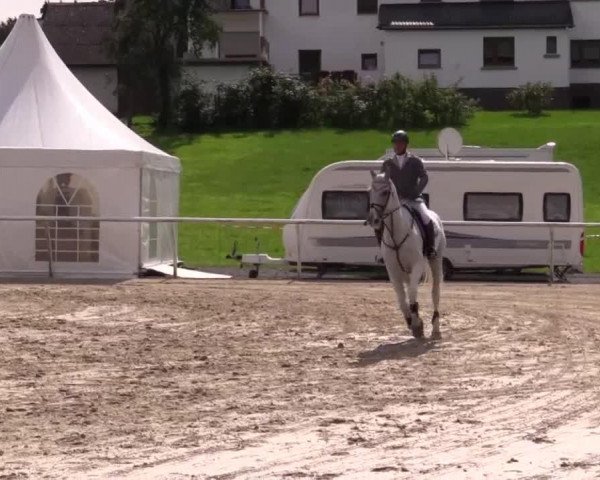 Dressurpferd Campino (Welsh Pony (Sek.B), 1998)