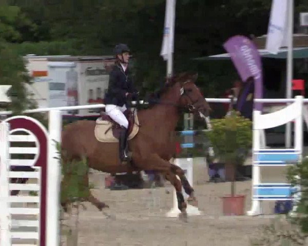 horse Abigail 75 (Holsteiner, 2007, from Cefalo)