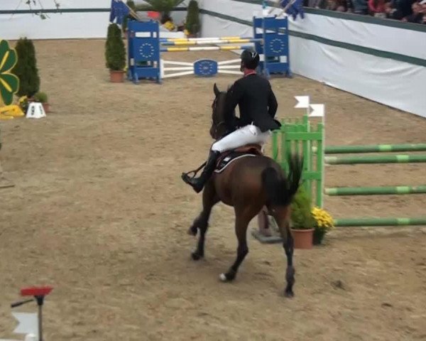 jumper Pferdinand 2 (Holsteiner, 2008, from Quintero)