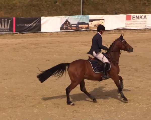 jumper Hokino van het Ruiterhof (Belgian Warmblood, 2007, from Nonstop)