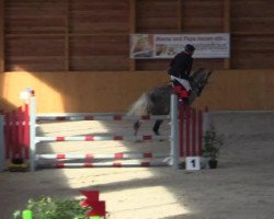 jumper Brooklyn 31 (Belgian Warmblood, 2008, from Berlin)