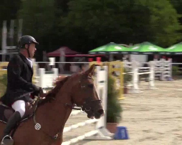 dressage horse Finez van de Evexhoeve (Belgian Warmblood, 2005, from Fiderhit)
