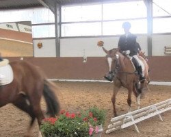 broodmare Luina (German Riding Pony, 2008, from Losander)