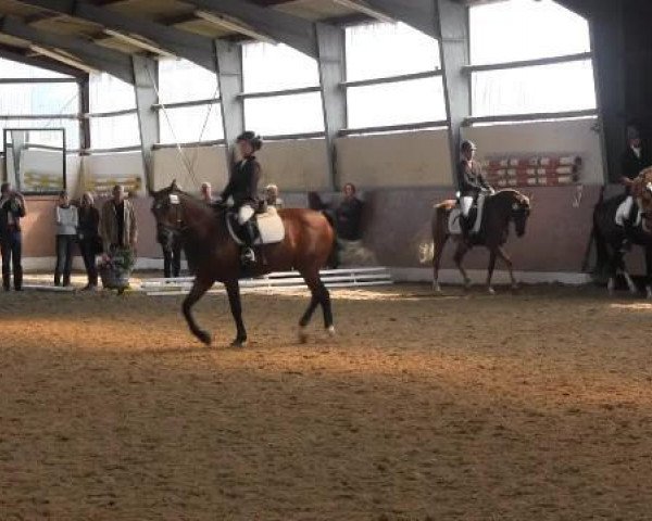 dressage horse Jacomo (Shagya Arabian, 1990, from El Thay Anas ox)