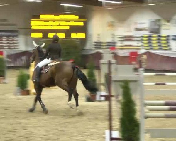 Springpferd Lord of the Dance (Oldenburger, 1997, von Lord Liberty G)
