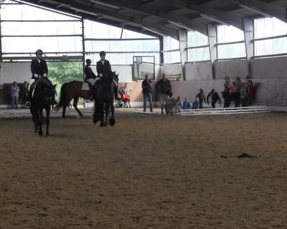 Pferd Valencia 51 (unbekannt, 2002)