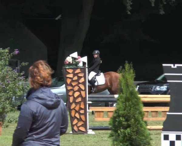 horse Petit Pomerroy (unknown, 2009)