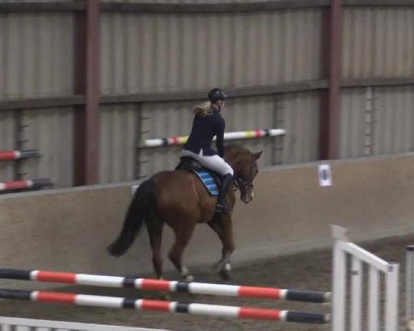 jumper Chuck Norres (Oldenburg, 2009, from Casiro I)
