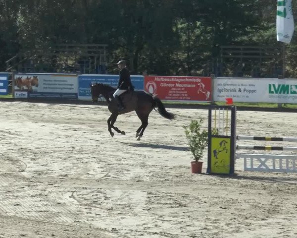Springpferd Carlotta 253 (Oldenburger, 2010, von Callistus)