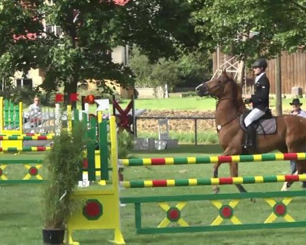 jumper Coeur de Lion (Heavy Warmblood, 2006, from Baloubet du Rouet)