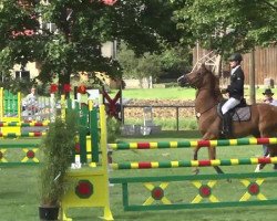 jumper Coeur de Lion (Heavy Warmblood, 2006, from Baloubet du Rouet)