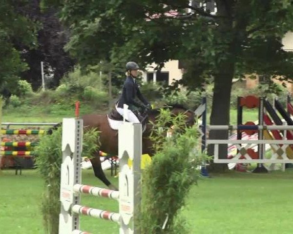 jumper Bel Ami 78 (German Sport Horse, 2009, from Bootsmann 10)