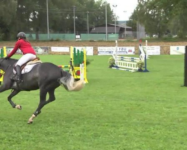 jumper Casjocora (Holsteiner, 2010, from Cassin 2)