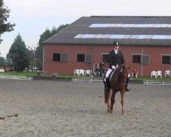 horse Domingo 637 (German Riding Pony, 2009)