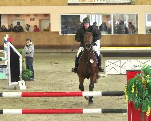 Cavallo da salto Faust 58 (Cavallo a sangue caldo belga, 2005, di Sable Rose)