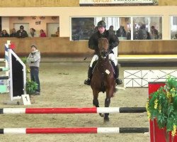 jumper Faust 58 (Belgian Warmblood, 2005, from Sable Rose)