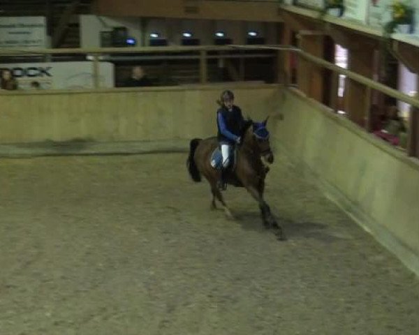 Springpferd Leonie 4 (Deutsches Reitpony, 2005, von Creston Dundee)