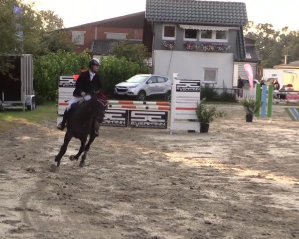 Springpferd Event Dash xx (Englisches Vollblut, 2006, von Dashing Blade xx)