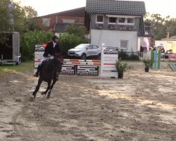 jumper Event Dash xx (Thoroughbred, 2006, from Dashing Blade xx)
