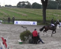 Springpferd Dorette 193 (KWPN (Niederländisches Warmblut), 2008, von Emilion)