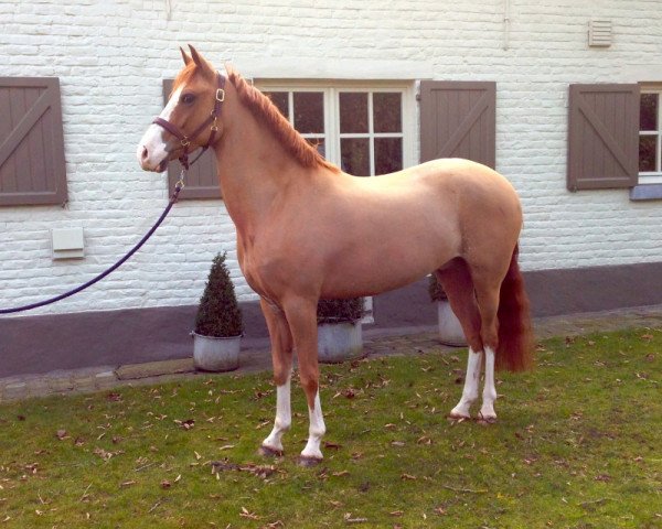 Pferd K&G Pino (New-Forest-Pony, 2005, von Linde's Rob)