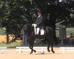 horse Hennessy 114 (Westphalian, 2007, from Hotline)