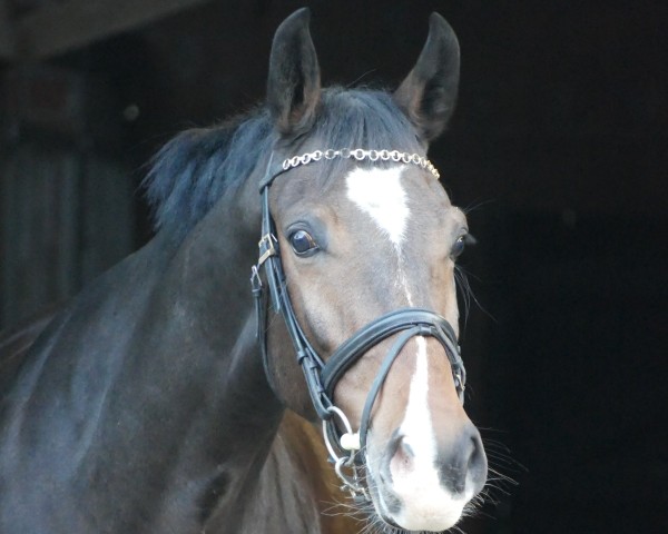 broodmare Calimba de Luna (Westphalian, 2017, from Cornets Iberio)
