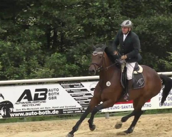 broodmare Condesa Amelie (Holsteiner, 2008, from Contender)