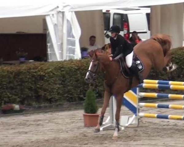 Springpferd Dior 162 (Belgisches Warmblut, 2008, von Quadrillo)