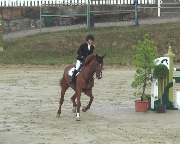 jumper Curonia (Oldenburg, 2007, from Clinton H)