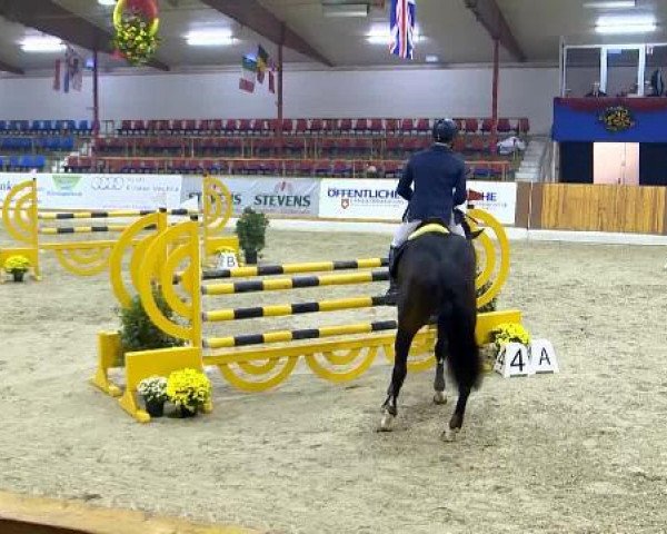 stallion Diathago 2 (Oldenburg show jumper, 2009, from Diarado)