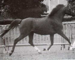 broodmare Wengelo's Ramona (Nederlands Welsh Ridepony, 1987, from Hondsrug Raspoetin)