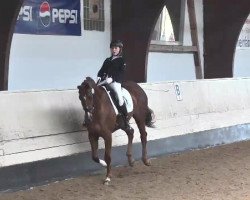 broodmare Deleila 7 (Hanoverian, 2009, from Don Henrico)