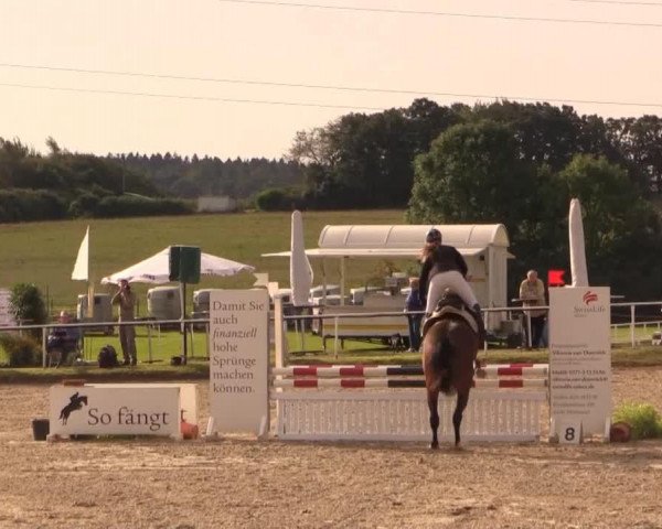 broodmare Calatoya (Westphalian, 2010, from Camax L) broodmare Calatoya (Westphalian, 2010, from Camax L)