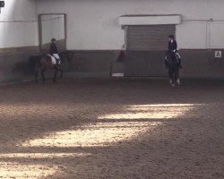 broodmare Querida K (Oldenburg, 2008, from San Amour I)