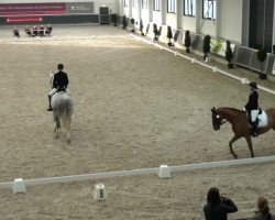 dressage horse Czad 2 (Polish Warmblood, 2003)