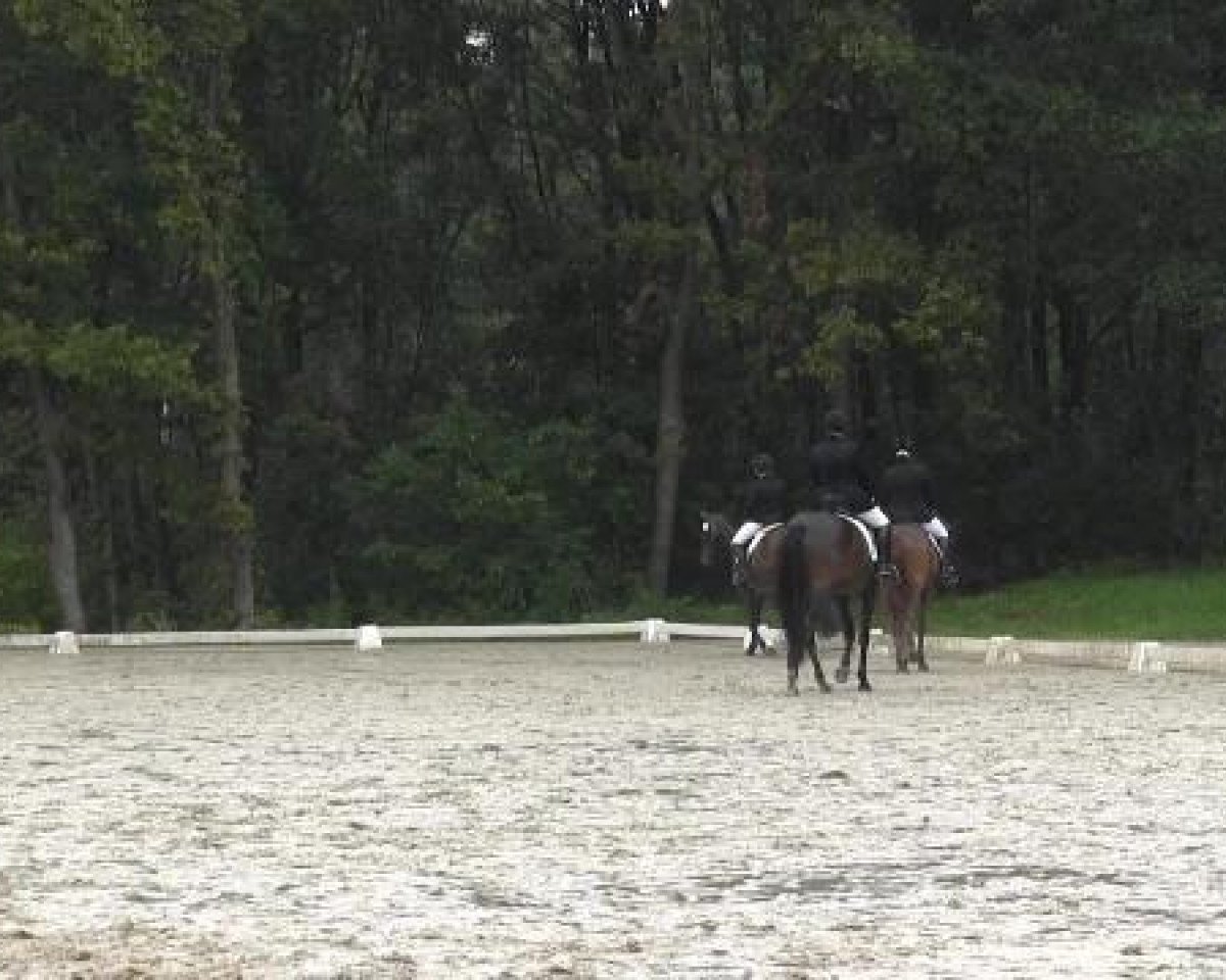 broodmare Schokolata (Hanoverian, 2010, from Sir Donnerhall I)