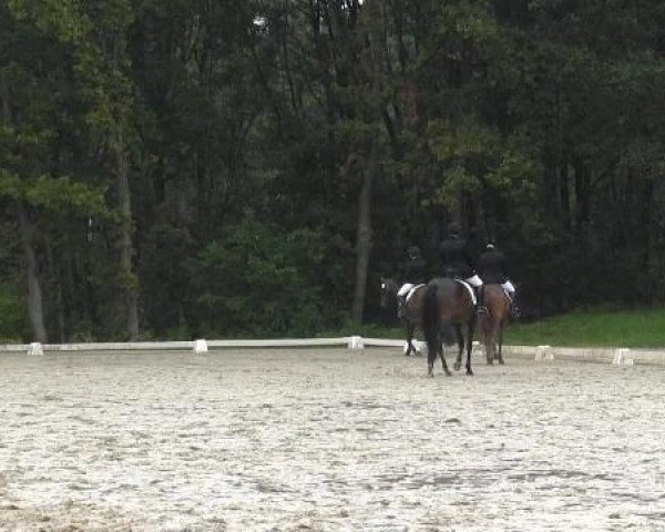 horse Sandrubina (Oldenburg, 2010, from Scolari)