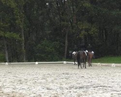 horse Sandrubina (Oldenburg, 2010, from Scolari)